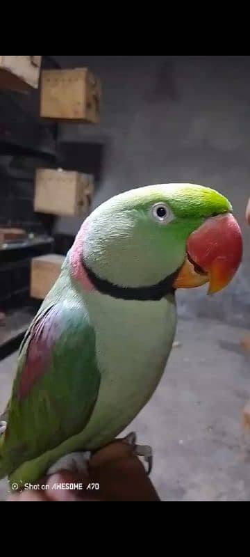 FULL HAND TAMED RAW ALEXANDER TALKATIVE MALE PARROT FOR SALE 0