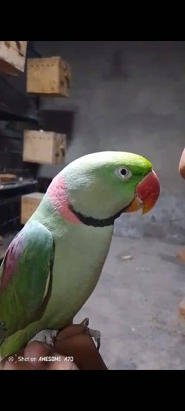 FULL HAND TAMED RAW ALEXANDER TALKATIVE MALE PARROT FOR SALE 1