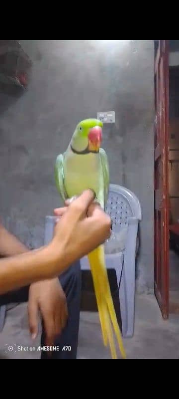 FULL HAND TAMED RAW ALEXANDER TALKATIVE MALE PARROT FOR SALE 4