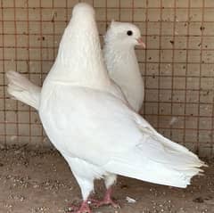 KING PIGEONS (BREEDING PAIRS) 6 MONTHS