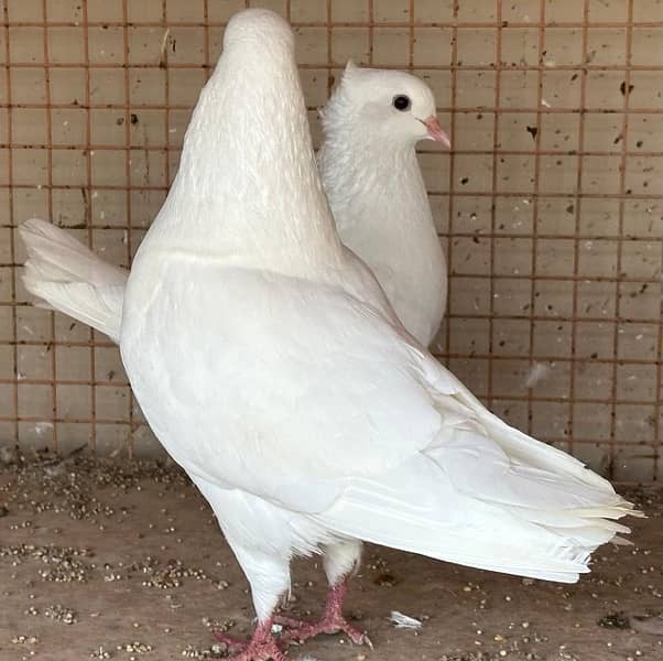 KING PIGEONS (BREEDING PAIRS) 6 MONTHS 0