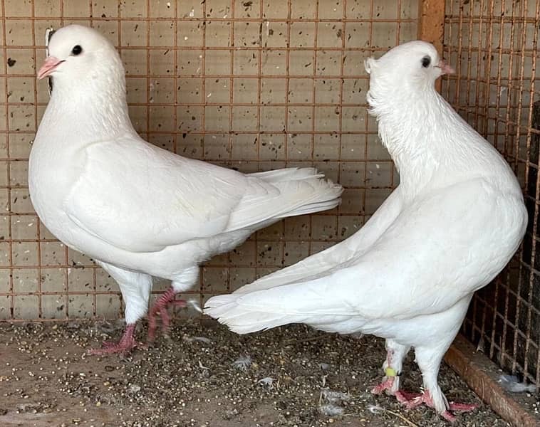 KING PIGEONS (BREEDING PAIRS) 6 MONTHS 1