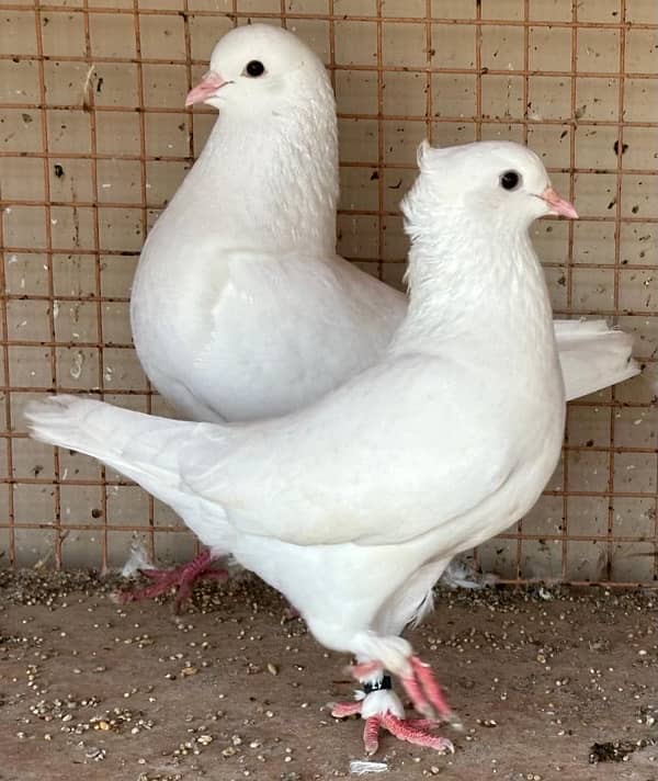 KING PIGEONS (BREEDING PAIRS) 6 MONTHS 2