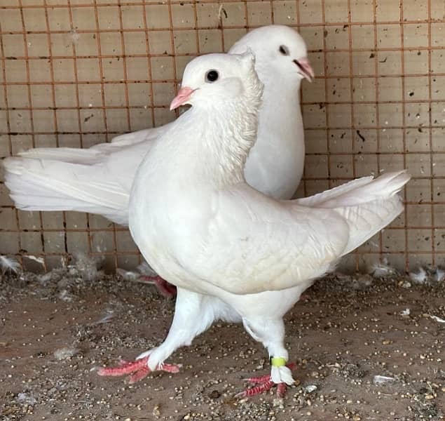 KING PIGEONS (BREEDING PAIRS) 6 MONTHS 3