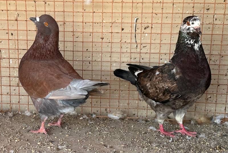 KING PIGEONS (BREEDING PAIRS) 6 MONTHS 4