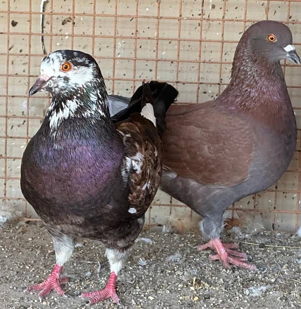 KING PIGEONS (BREEDING PAIRS) 6 MONTHS 5