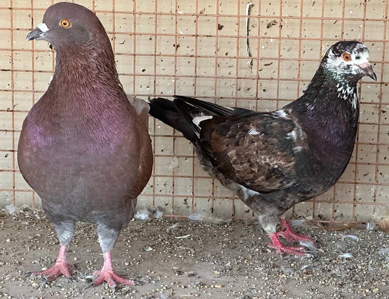 KING PIGEONS (BREEDING PAIRS) 6 MONTHS 6