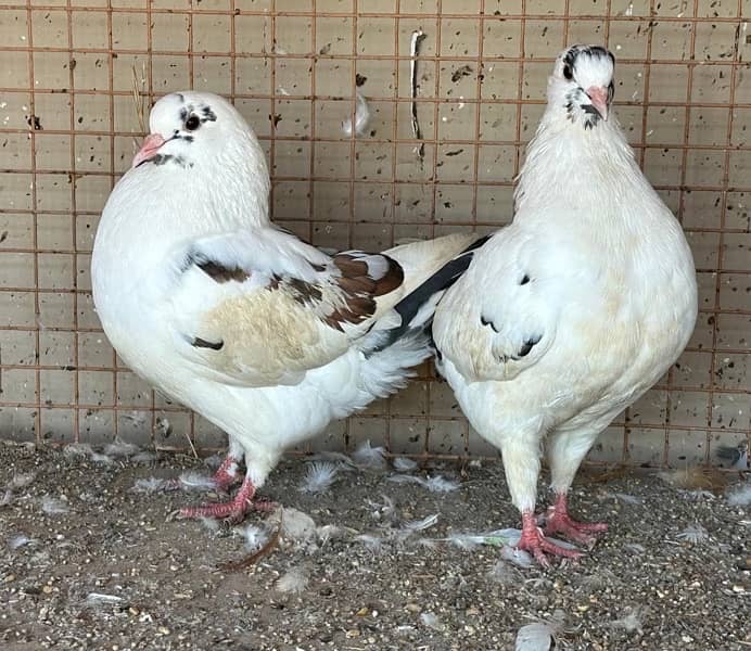 KING PIGEONS (BREEDING PAIRS) 6 MONTHS 7