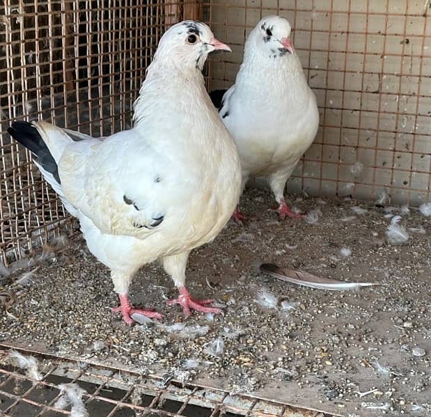 KING PIGEONS (BREEDING PAIRS) 6 MONTHS 8