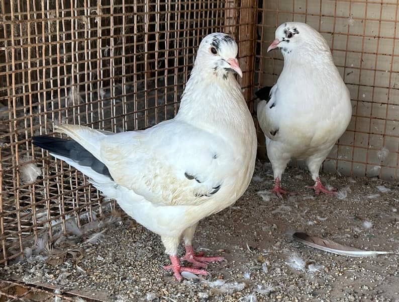 KING PIGEONS (BREEDING PAIRS) 6 MONTHS 9