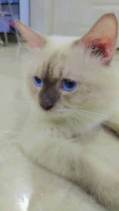 Beautiful Rag Doll Male Cat Blue Eyes