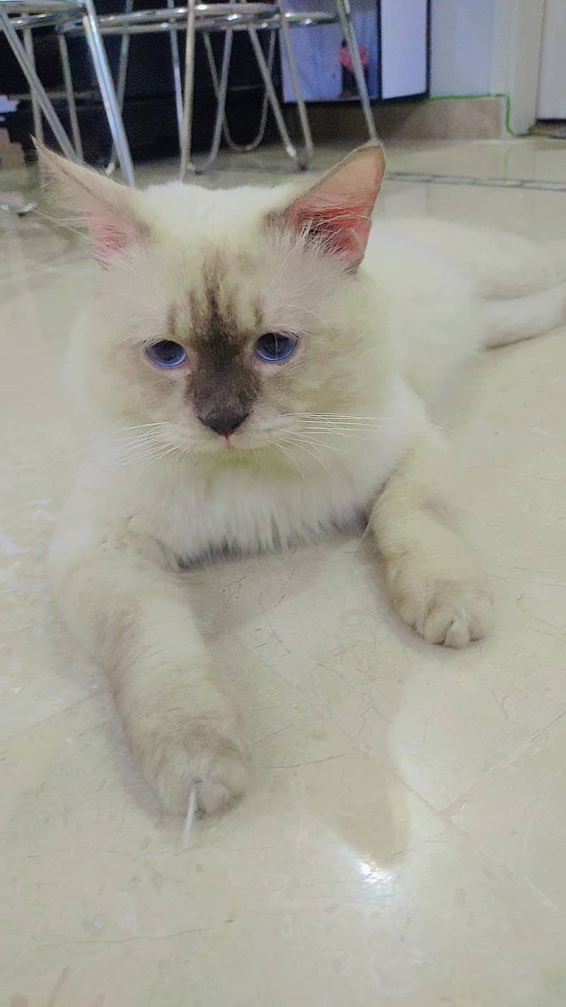 Beautiful Rag Doll Male Cat Blue Eyes 1