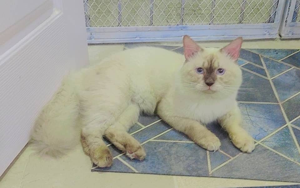 Beautiful Rag Doll Male Cat Blue Eyes 2