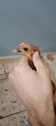 hen