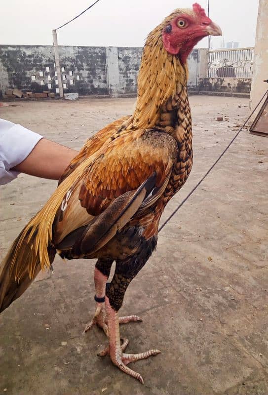 Aseel hen Demand 8000 contact me on whatsapp 03074316471 (URGENT SALE) 0