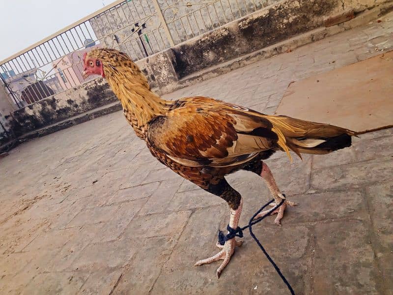 Aseel hen Demand 8000 contact me on whatsapp 03074316471 (URGENT SALE) 5