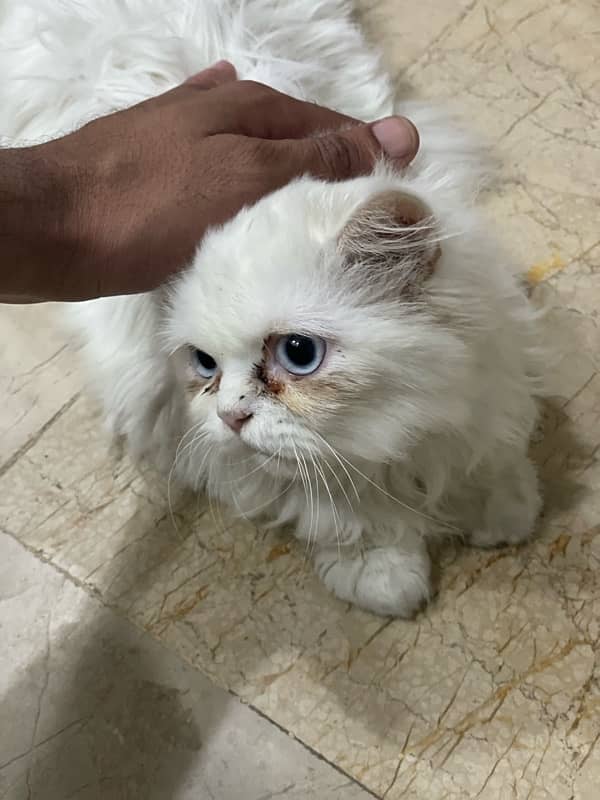 Persian triple Coated Cat 0