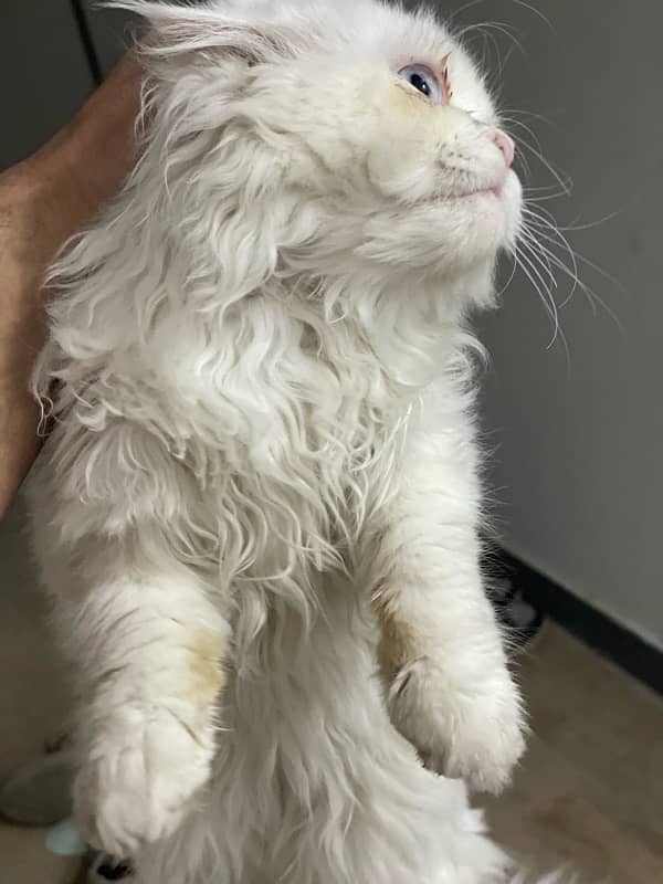 Persian triple Coated Cat 1