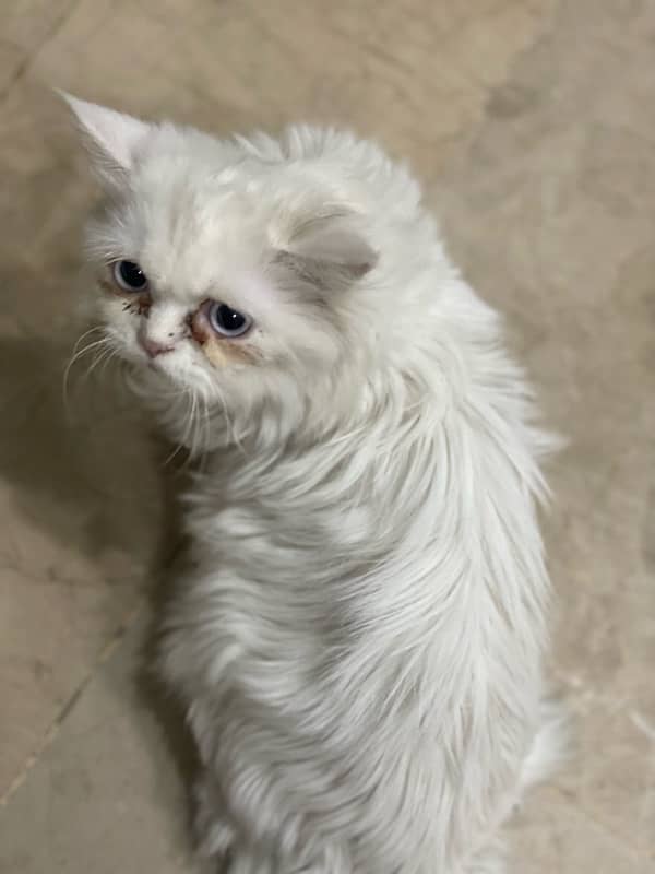 Persian triple Coated Cat 2