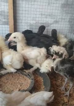 Polish and Buff chicks available