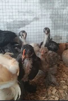 Polish and Buff chicks available