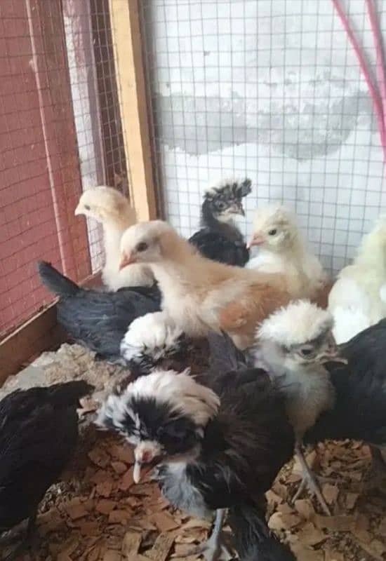 Polish and Buff chicks available 1