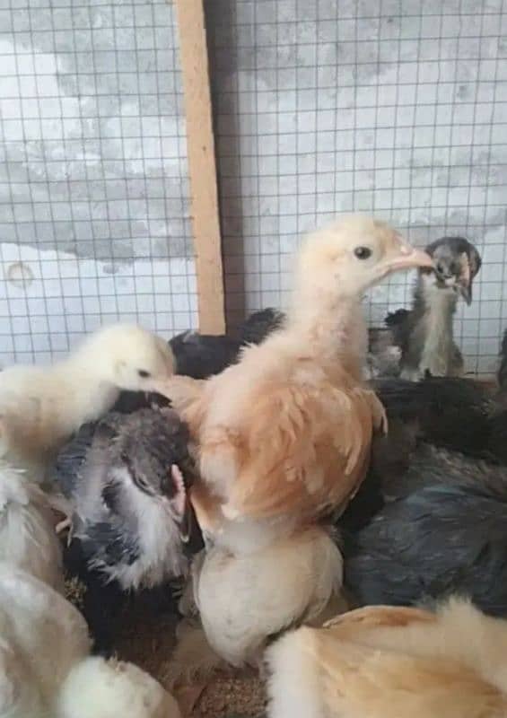 Polish and Buff chicks available 2