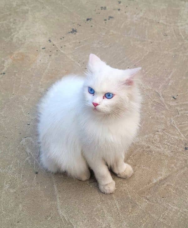 persian cat blue eyes triple coat age 1 year contact no 03451859409 0