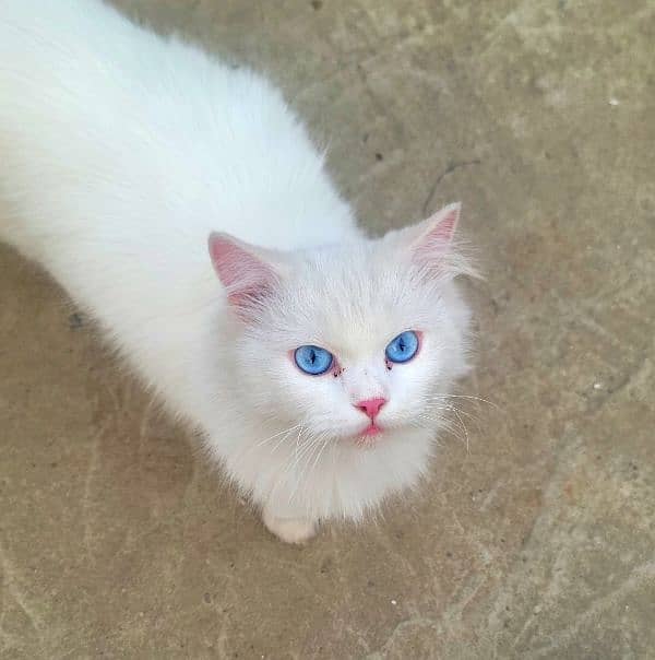 persian cat blue eyes triple coat age 1 year contact no 03451859409 1