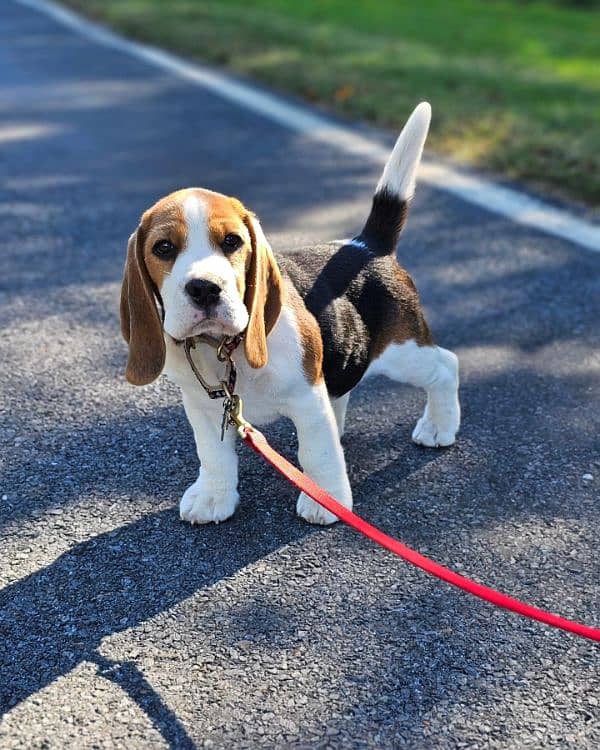 beagle male puppies available looking for a new home 0