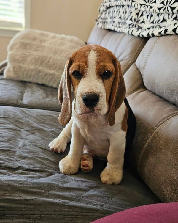 beagle male puppies available looking for a new home 1