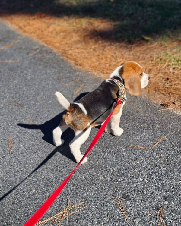 beagle male puppies available looking for a new home 2