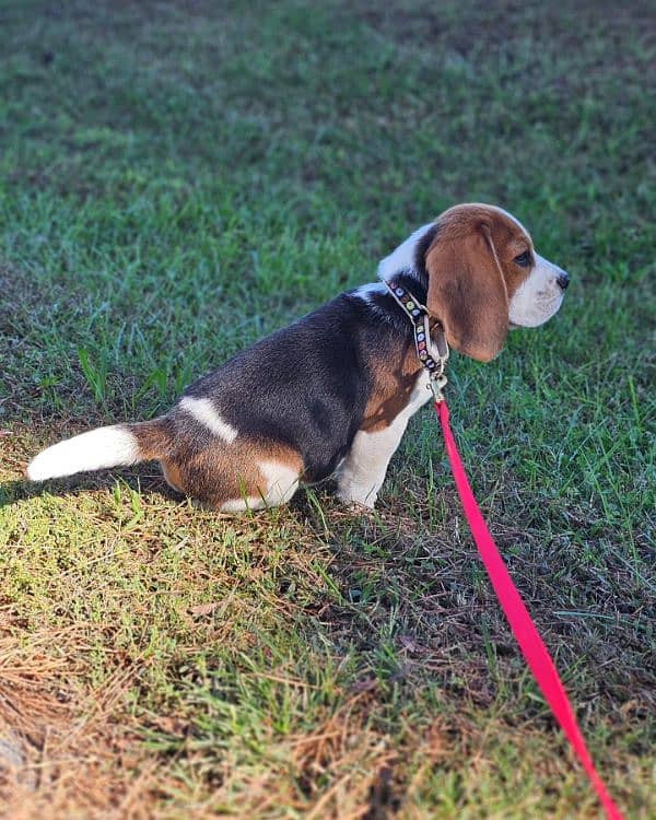 beagle male puppies available looking for a new home 3