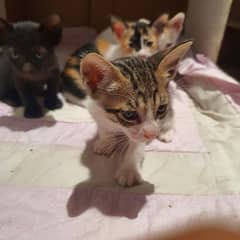 kittens for sale