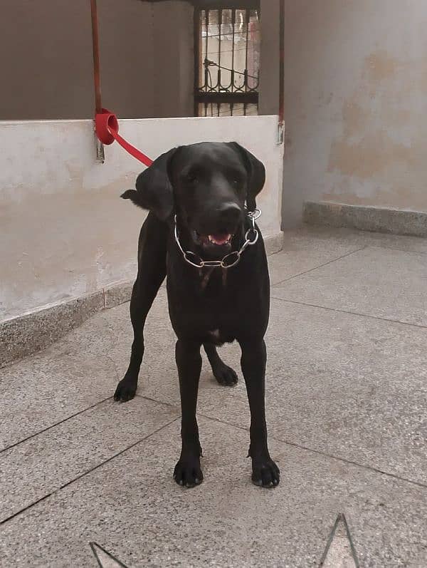 Labrador female 0