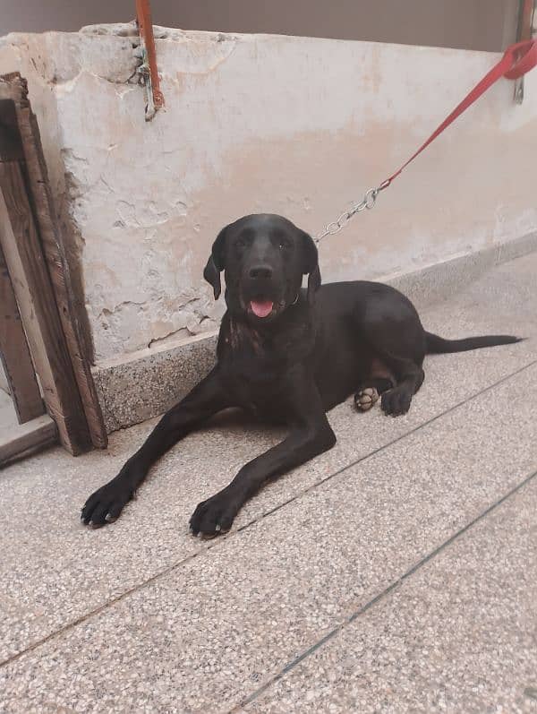 Labrador female 1