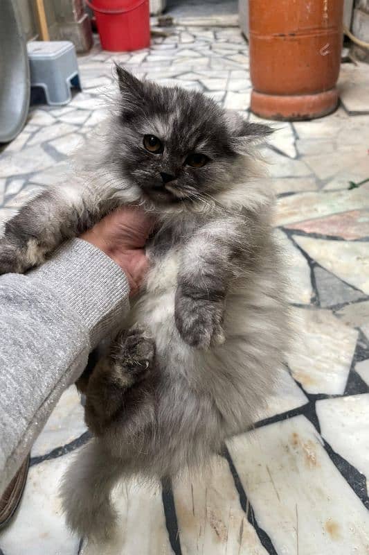 3 months triple coated Persian kitten with unique colour combination 2