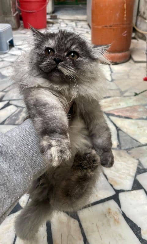 3 months triple coated Persian kitten with unique colour combination 5