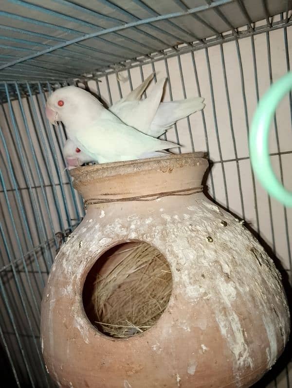 Mashallah albino red eyes breeder pair 2