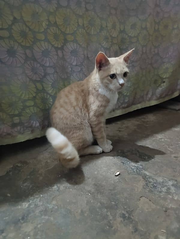 cat for sell 8