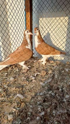 Fancy pigeons