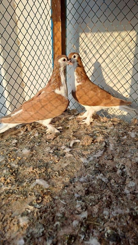 Fancy pigeons 1