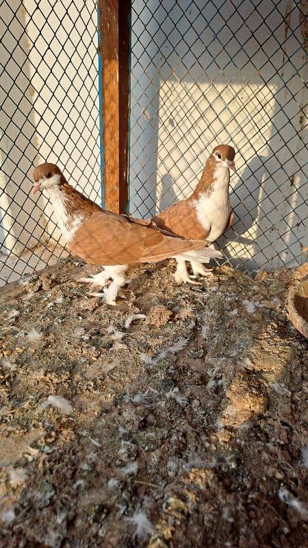 Fancy pigeons 2