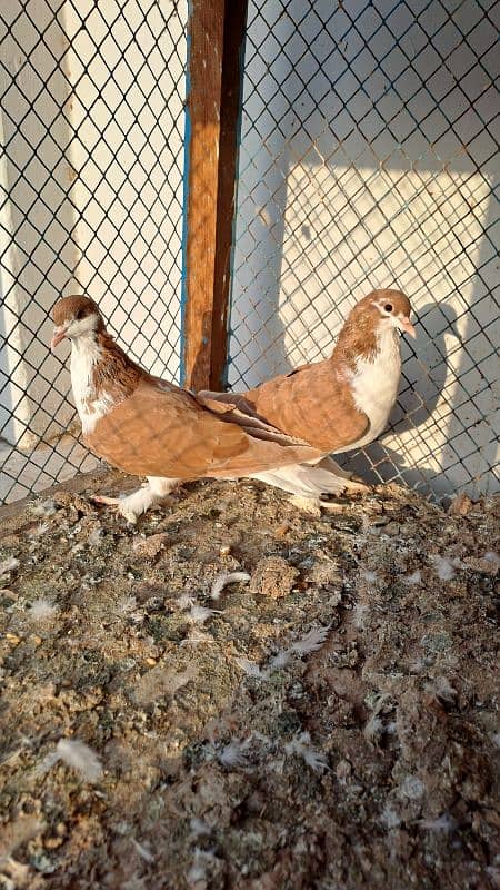 Fancy pigeons 3