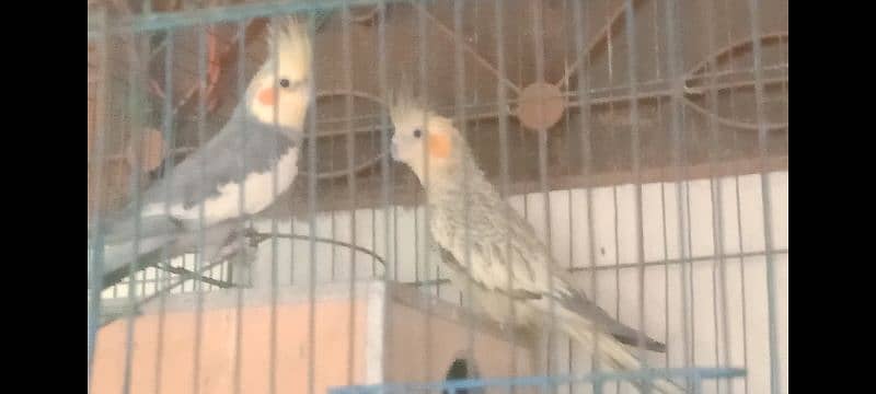 1 jora cocktail parrot 4 sale location lhr. pair with cage 1