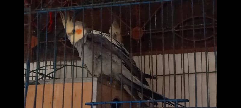 1 jora cocktail parrot 4 sale location lhr. pair with cage 3