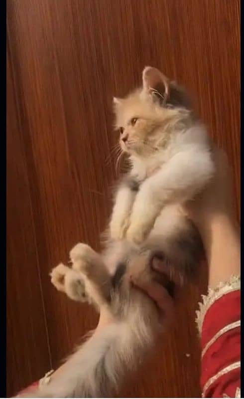 kitten pure Persian extreme punch face 0