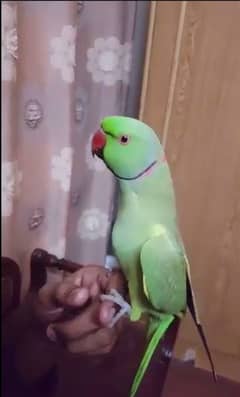 Hand tame parrots available