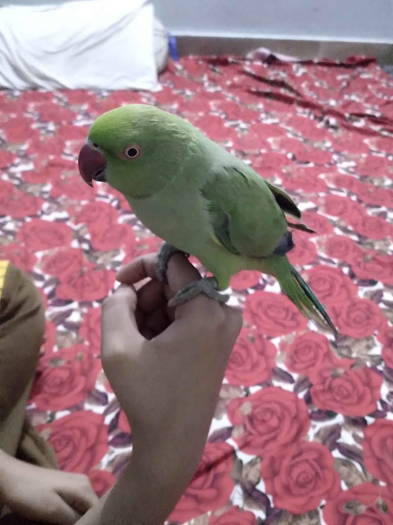 Hand tame parrots available 1