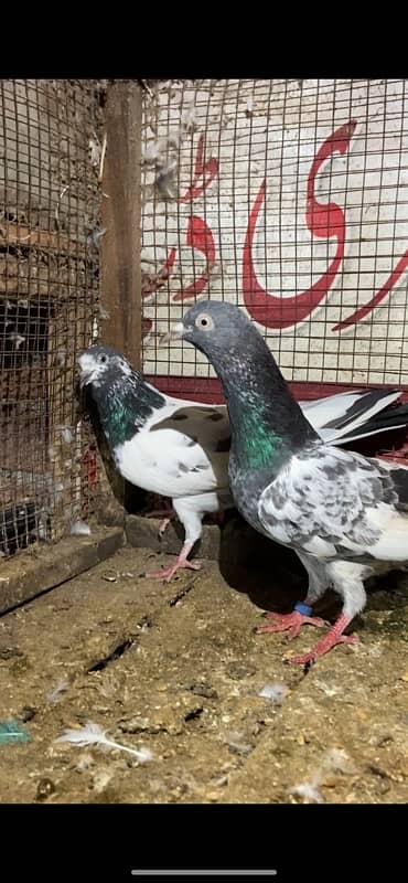 2 breeder pair for sale 1